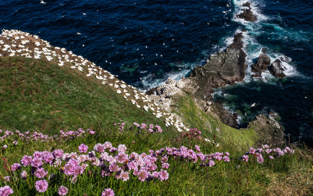 Gannets and Sea Pinks